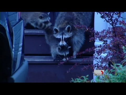 Residents in Toronto's beaches concerned about raccoons