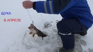 Ловля щуки в апреле на жерлицы