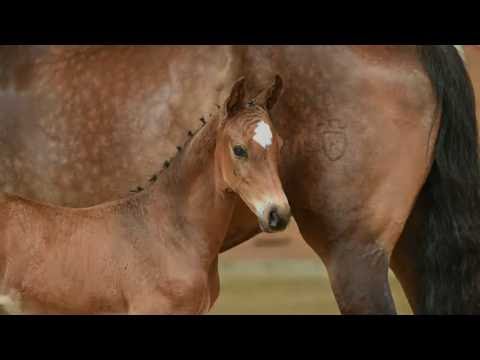 Holsteiner Fohlenauktion 2016 in Elmshorn - Nr. 13 v. Casall - Cassini II