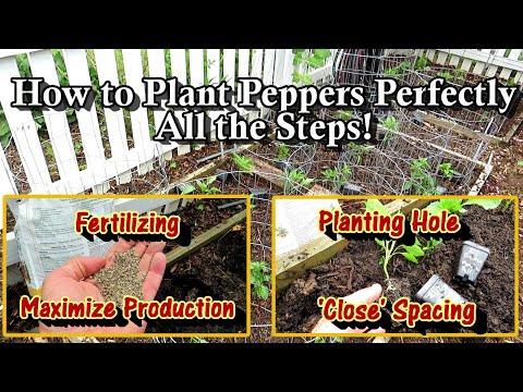 , title : 'How to Plant Peppers Perfectly: The Planting Hole, Fertilizer, Spacing & How to Maximize Production'