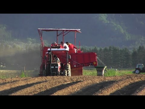 IMAC 7580-RB25-30 kombajn za krompir 