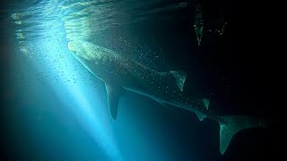 Diving in Baa Atoll, Maldives July 2024