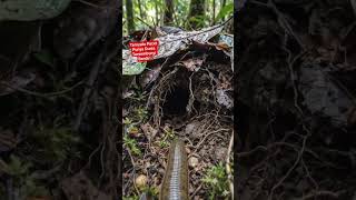 Download lagu Turns Out Leeches Have Their Own Hidden World #fyp #foryou #viral #pov #animals #leech #landleech mp3 Download lagu Turns Out Leeches Have Their Own Hidden World #fyp #foryou #viral #pov #animals #leech #landleech mp3