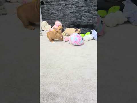 Video 3