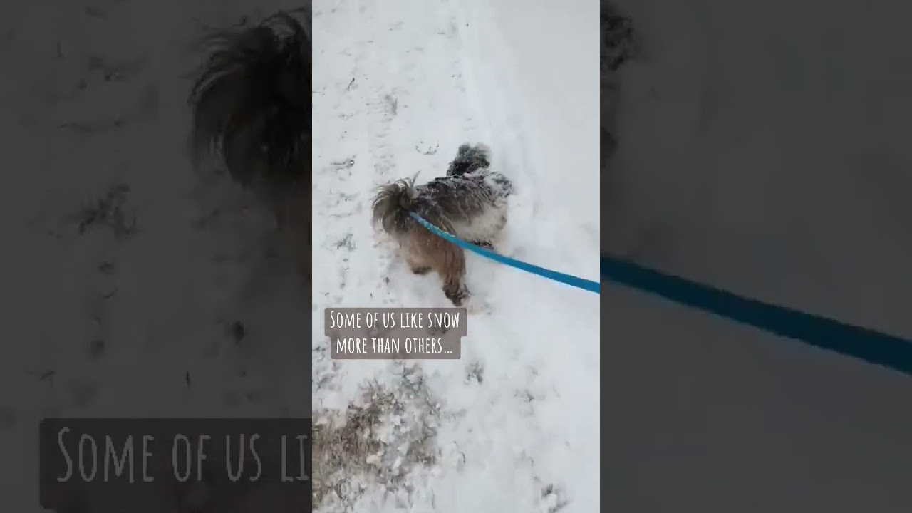 Milo, a ADOPTABLE Mixed Breed in Lewiston, ME video 6/6