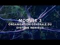 Organisation générale du système nerveux central : axes, divisions et protection