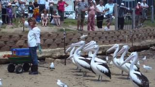 preview picture of video 'Pelicanfeeding.MP4'