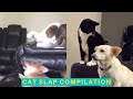 Cat Slap Compilation Cats Being Jerks