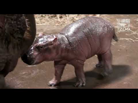 Hippo Calf is a Boy! - Cincinnati Zoo