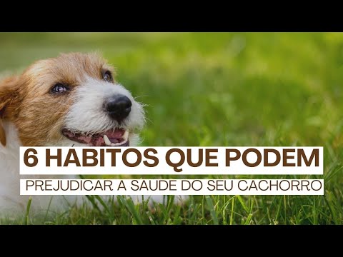 6 hábitos que podem prejudicar a saúde do seu cachorro