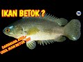 Sejarah Ikan Hias Air Tawar