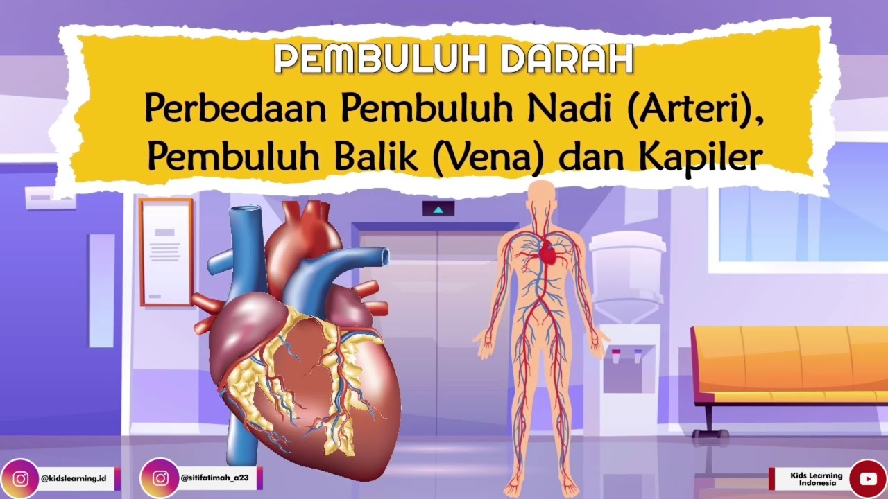 Perbedaan antara Pembuluh Nadi dan Pembuluh Balik Perbedaan antara Pembuluh Nadi dan Pembuluh Balik