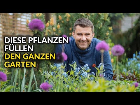 Blühende Pflanzen für Mai & Juni – Perfekt für freie Lücken im Beet!