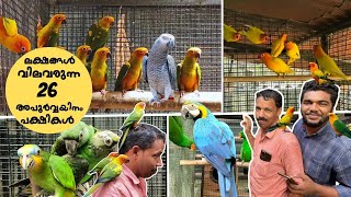 Download lagu Malappuram 26 അപൂർവയിനം ബോർഡുകളുടെ  ഏറ്റവും വലിയ ഫാ ബോർഡുകൾ|Malappuram Exotic Bird Farm#pets mp3