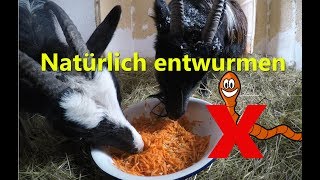Natürlich entwurmen ohne Chemie für Ziegen, Pferde, Hühner, Hunde & Katzen