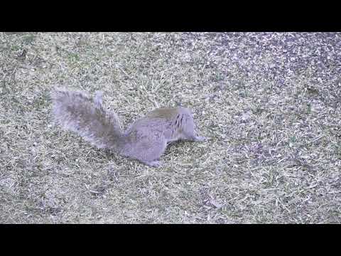 Staggering Squirrel with Racoon Roundworm parasite Baylisascaris Procyonis