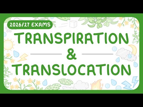 GCSE Biology - Transpiration & Translocation (2026/27 exams)