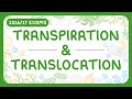 Understanding Plant Mass Transport: Translocation and Transpiration Explained