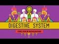 The Digestive System: CrashCourse Biology #28 ...