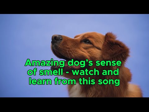 Amazing Dog’s Sense of Smell (with lyrics)