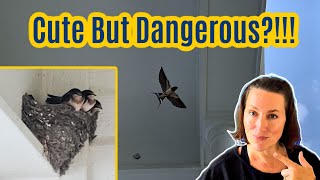 Download lagu Cara Menghentikan Burung Layang-layang Bersarang di Rumah Anda (Tips Mudah untuk Menyingkirkan Burung Layang-layang) mp3 Download lagu Cara Menghentikan Burung Layang-layang Bersarang di Rumah Anda (Tips Mudah untuk Menyingkirkan Burung Layang-layang) mp3