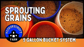 Sprouting Grains For Livestock | Setting Up Another Bucket System