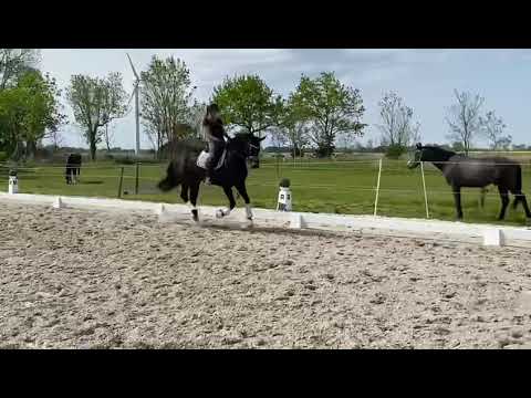 Wajana Stute von Royal Doruto 2018