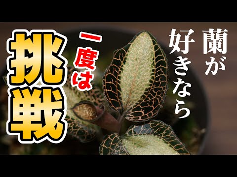 園芸 コメットオーキッド