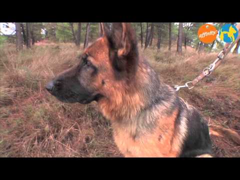 Elige tu raza - Pastor Alemán - Más que perros y gatos 10 | Fundación Affinity