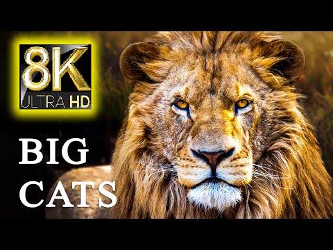 AMAZING BIG CATS FROM THE WORLD 8K HDR 60FPS - Lion, Leopard, Jaguar, Tiger, Snow Leopard