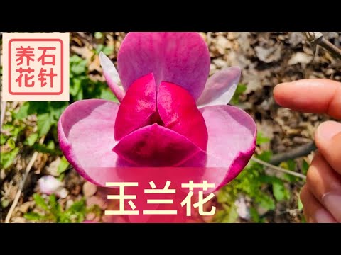 玉蘭樹