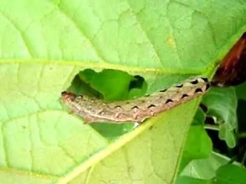 Southern armyworm (Spodoptera eridania) on eggplant