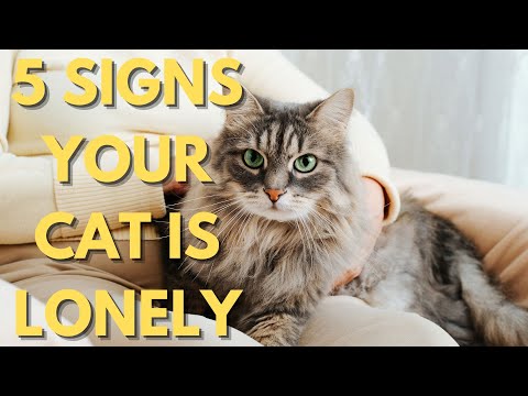 5 Signs Your Cat Is Lonely