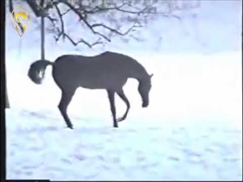 Gharib (Anter x Souhair) | غريب (عنتر * سهير)