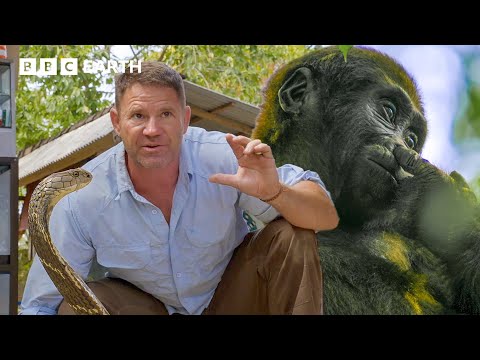 Deadly 60: The Wildest Animal Encounters from Around the World | BBC Earth Kids
