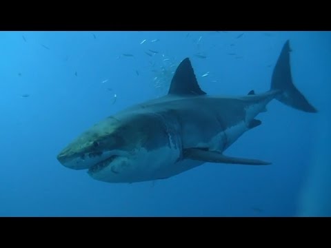 URI Today - Sharks: The Demon Fish?