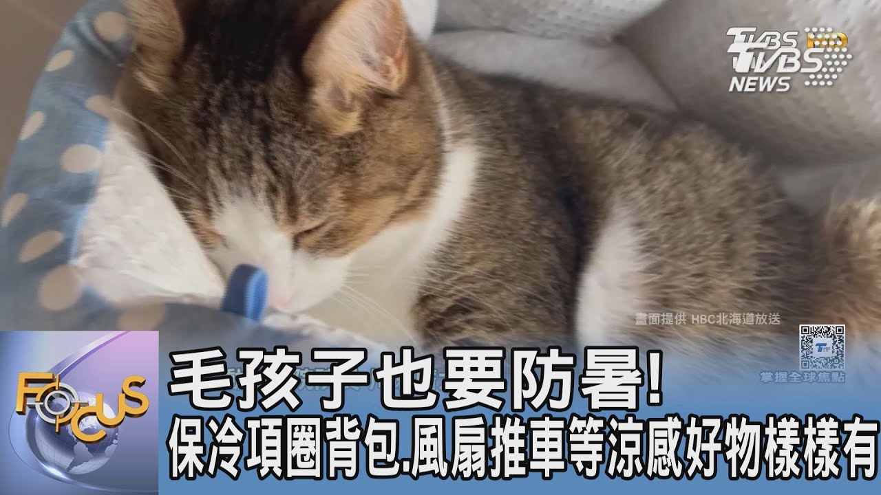 毛孩子也要防暑!保冷項圈背包、風扇推車等涼感好物樣樣有