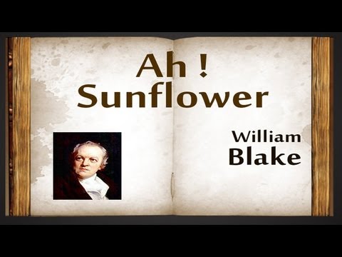 Ah! Sunflower by William Blake - Poetry Reading