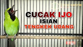 Download lagu CUCAK IJO ISIAN TENGKEK UDANG COCOK UNTUK MENAIKAN EMOSI SAAT DI GANTANGAN mp3