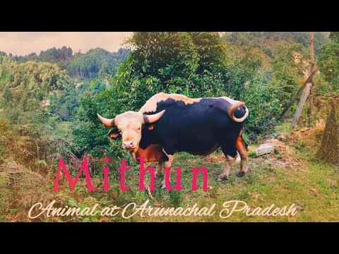 Mithun Animal, The State Animal at Arunachal Pradesh ,Northeast India 