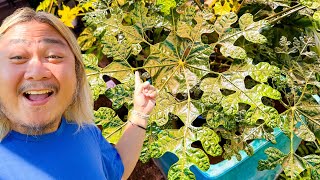 The Most Interesting Plants for Your Collection
