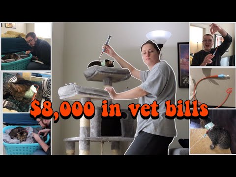 How our cat got a feeding tube and cost us $8000