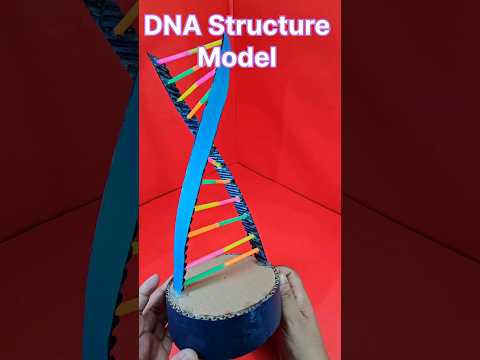 DNA STRUCTURE MODEL  I  The Structure of DNA  I  Science Projects Shorts  #scienceproject #shorts