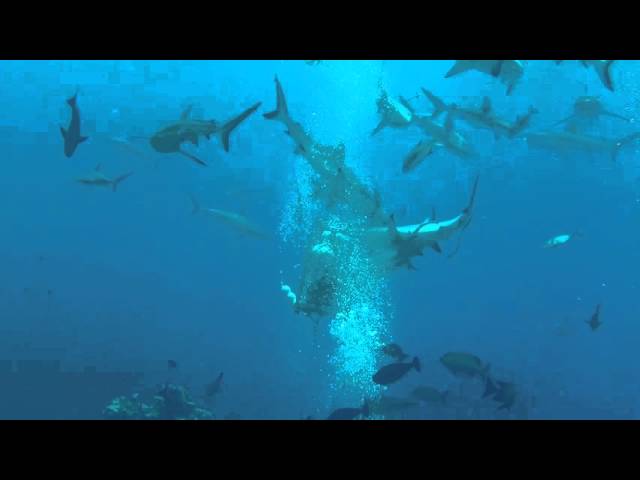 Australia   Great Barrier Reef Shark Dive