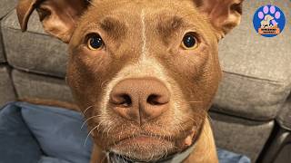 She Wasn’t the Dog We Wanted…Until She Looked at Us