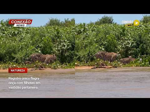 Vídeo: Registro único flagra onça com filhotes em vastidão pantaneira.