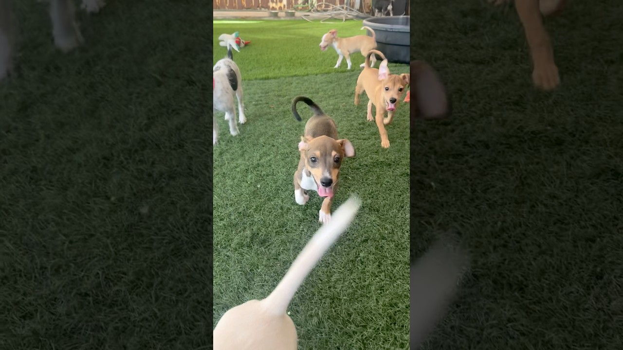 Edamame, a ADOPTABLE mixed breed in PHOENIX, AZ video 2/6