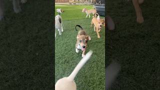 Video preview image #1 Chihuahua-Unknown Mix Puppy For Sale in Phoenix, AZ, USA