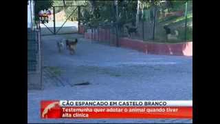 preview picture of video 'Cão espancado em Castelo Branco   SIC Notícias'