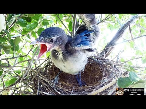 Scrub Jay Nest: Series Finale Highlights May 2 - 15, 2015 V18592